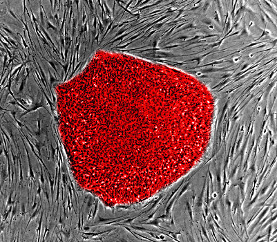 显微照片,干细胞