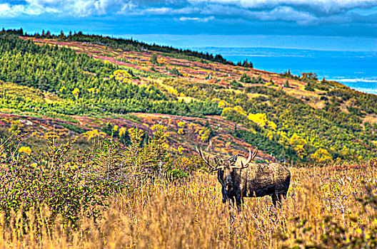 景色,驼鹿,靠近,电线,楚加奇州立公园,阿拉斯加,秋天,图像