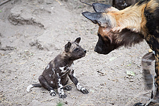 非洲野狗,非洲野犬属,成年,接近,星期,老,幼仔,北方,博茨瓦纳