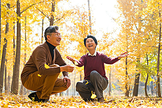 在银杏林散步的老年夫妻