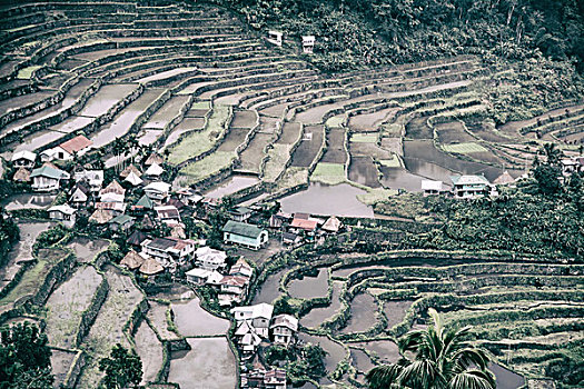 模糊,菲律宾,梯田,稻米,巴纳韦,世界遗产