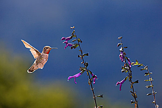 蜂鸟,加利福尼亚,美国