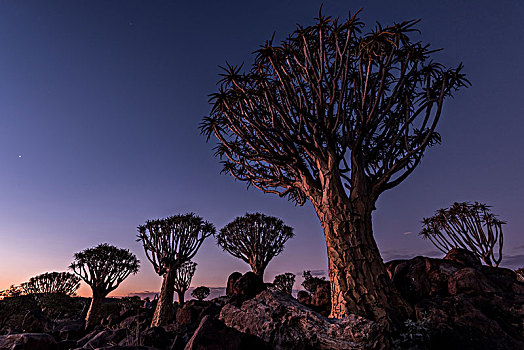 抖树,树林,靠近,基特曼斯胡普,南,纳米比亚,日落,蓝色,钟点,长时间曝光