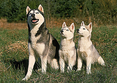 西伯利亚,哈士奇犬,狗,雌性,幼仔