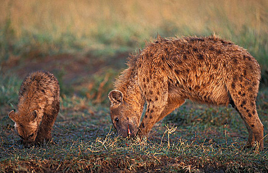 斑鬣狗,女性,幼兽,马赛马拉,公园,肯尼亚
