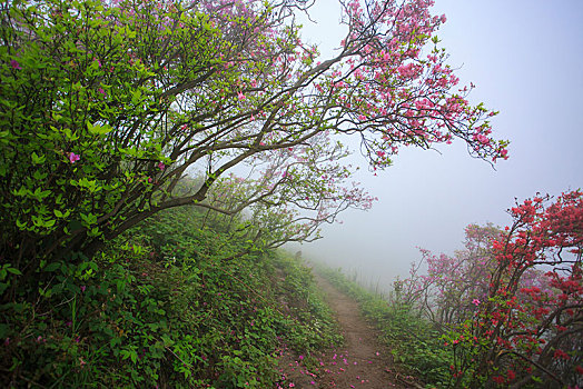 山,映山红,杜鹃,花,春天,春色,雾,朦胧,氤氲,树枝,柔美,梦幻