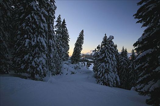 下雪,冷杉,滑雪坡,吐根堡,瑞士