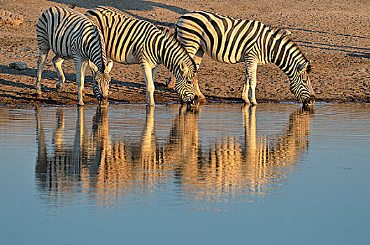 斑马,马,喝,水坑,夜光,埃托沙国家公园,纳米比亚,非洲