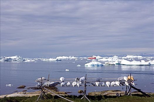 格陵兰,伊路利萨特,世界遗产,架子,靠近,海岸线,皮划艇,建造,传统,线条,一堆,就绪,使用,猎人,娱乐,船,背景