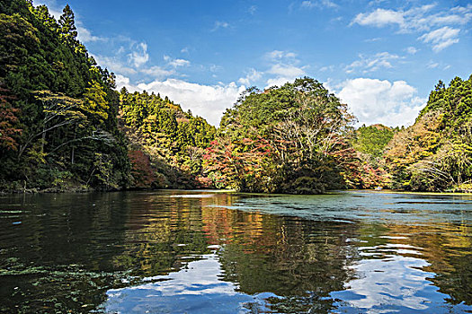 湖,秋天,千叶,日本