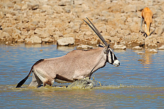 南非大羚羊,水中
