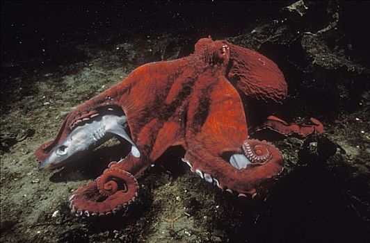 太平洋大章鱼,章鱼,死,蓝色,狗,坎贝尔河,不列颠哥伦比亚省,加拿大