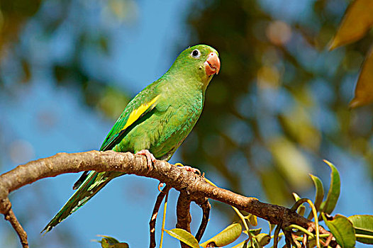 长尾鹦鹉,坐在树上,潘塔纳尔,巴西,南美