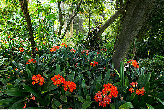 亨廷顿植物园,帕萨迪纳,加利福尼亚,美国