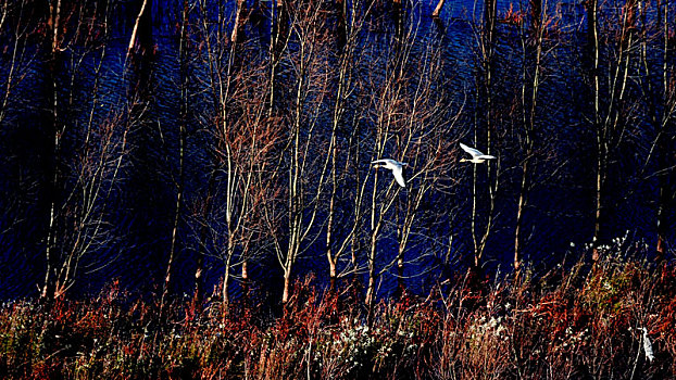 飞翔穿行在秋色中的斑头雁