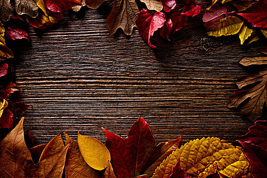 秋天,金色,红叶,木头,背景,留白