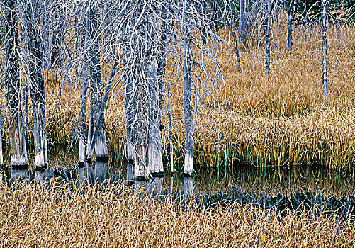 死,云杉,水塘,省立公园,卡纳纳斯基斯县,艾伯塔省,加拿大