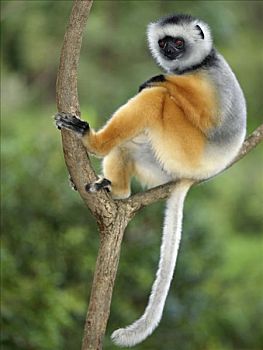 冕狐猴,国家公园,东方,马达加斯加,一个,漂亮,狐猴,灵长类,原猴亚目,寓意,世界