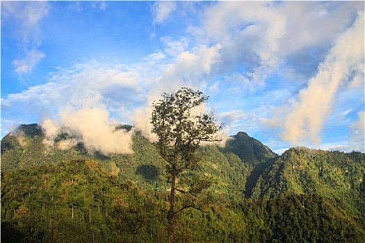 绿色,山,树林,上面