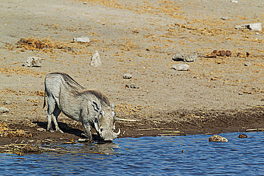疣猪,雌性,喝,水坑,埃托沙国家公园,纳米比亚,非洲