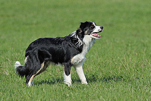 博德牧羊犬,巴伐利亚,德国