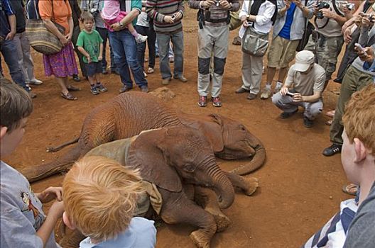 肯尼亚,内罗毕,游客,看,年轻,大象,拿,动物收容院