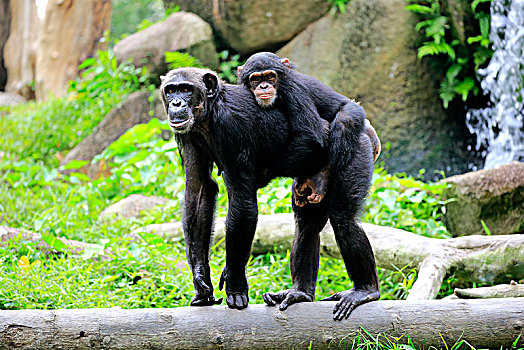 黑猩猩,鹪鹩,成年,后代,小动物,背影,交际,行为,俘获,中间,非洲