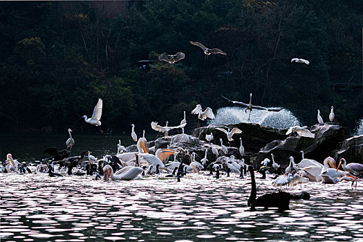 重庆市永川野生动物园鸟类
