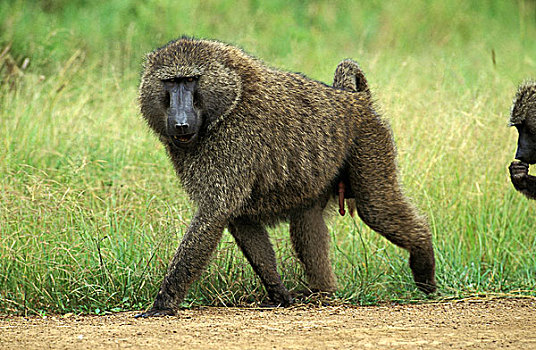 东非狒狒,雄性,马赛马拉,公园,肯尼亚