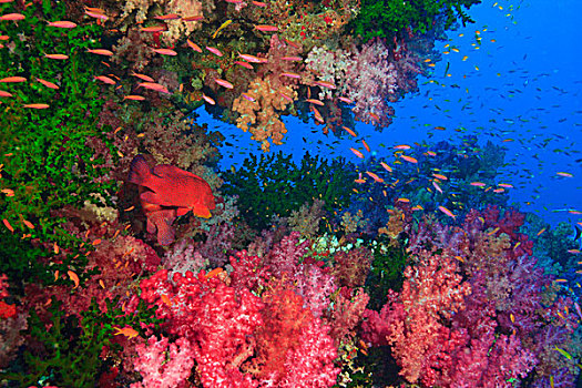 鱼群,金拟花鲈,靠近,软珊瑚,珊瑚,鳕鱼,活力,彩色,健康,珊瑚礁,水,维提岛,斐济,南太平洋