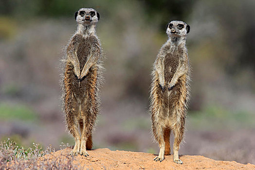 两个,猫鼬,细尾獴属,成年,站立,警惕,奥茨胡恩,西海角,南非,非洲