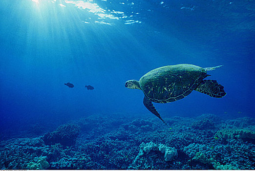 水下视角,绿海龟,夏威夷,美国