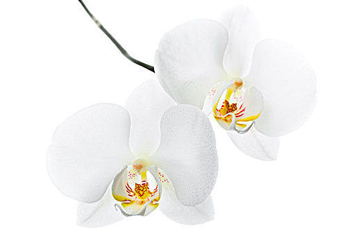 蝴蝶兰属,两个,白色,兰花,一个,茎,隔绝,白色背景,背景