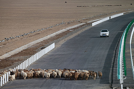新疆哈密,春季羊群转场通过新修建的g7京新公路