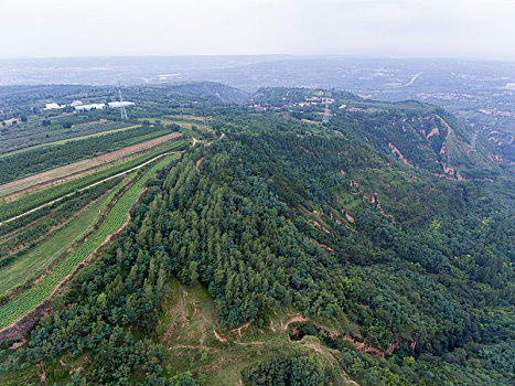 航拍河南三门峡灵宝市川口乡赵家沟村樱桃种植林