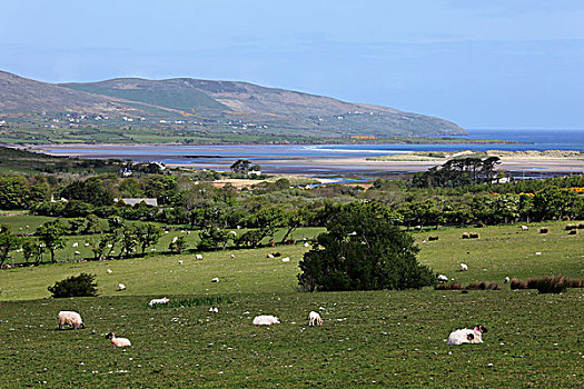 绵羊,放牧,草场,湾,丁格尔半岛,凯瑞郡,爱尔兰,英国,欧洲