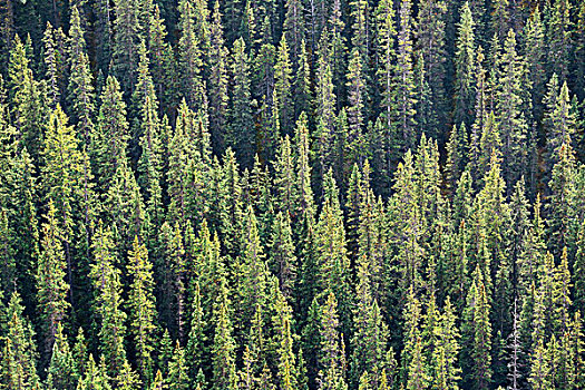 树林,抽象,背景,班芙国家公园,加拿大