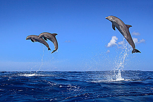 三个,宽吻海豚,海豚,成年,跳跃,室外,海洋,洪都拉斯,加勒比,中美洲,拉丁美洲
