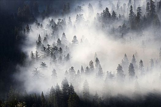 烟,森林火灾,红杉国家公园,加利福尼亚,美国