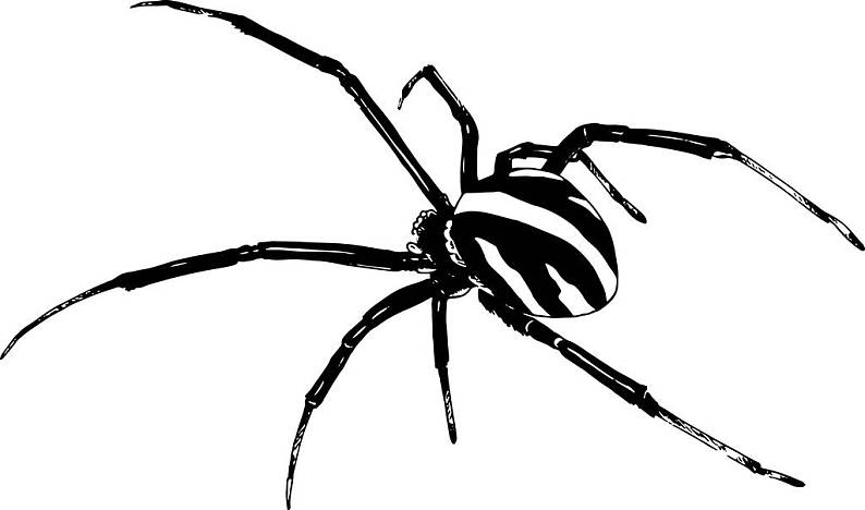 蜘蛛素描写实图片