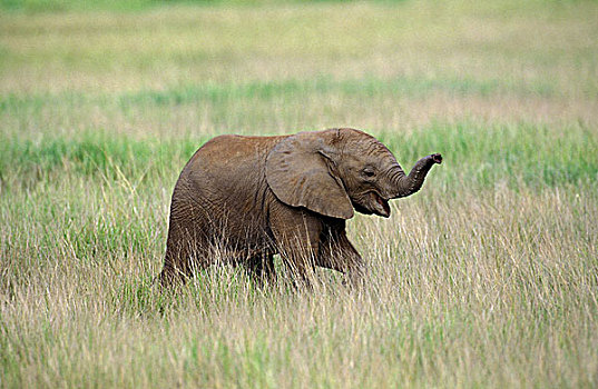 非洲象,幼兽,走,热带草原,马赛马拉,公园,肯尼亚
