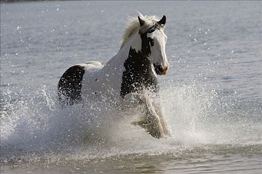 马,驰骋,水