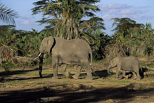 肯尼亚,安伯塞利国家公园,公园,大象,母兽
