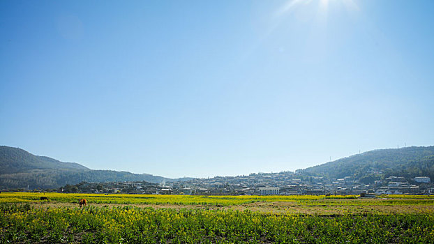 云南,腾冲,和顺,古镇,油菜花田