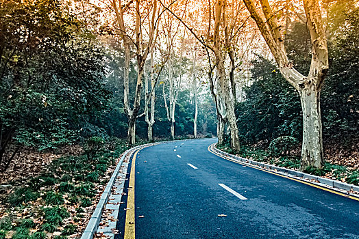 江苏省南京市钟山景区林荫大道景观