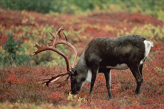 北美驯鹿,驯鹿属,放牧,德纳利国家公园和自然保护区,阿拉斯加