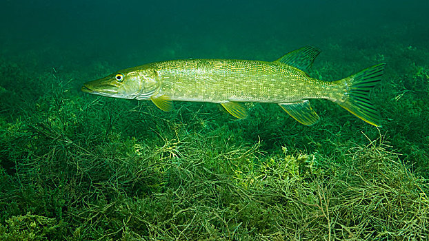 白斑狗鱼,漂浮,上方,密集,水生植物,湖,布尔根兰,奥地利,欧洲
