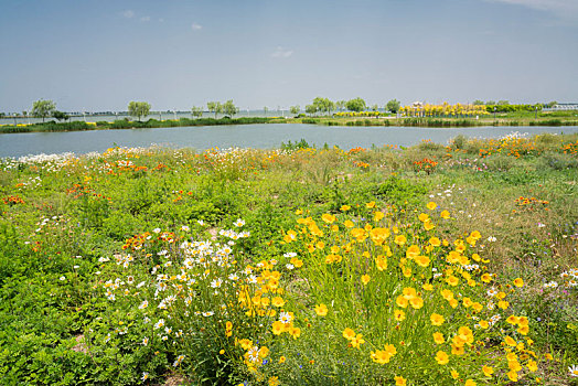 衡水湖湿地,花草