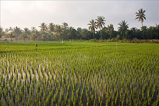 稻田,龙目岛,印度尼西亚
