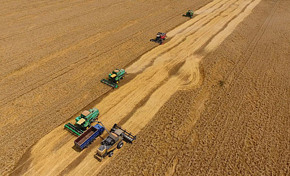 收获,小麦,收割,农业,机械,丰收,谷物,地点
